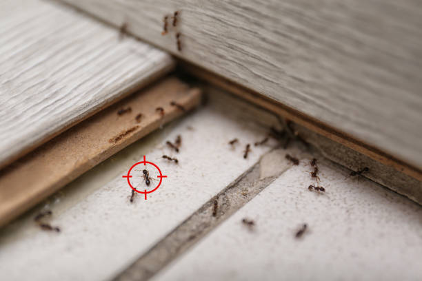 Best Termite Control Services  in Lenwood, CA