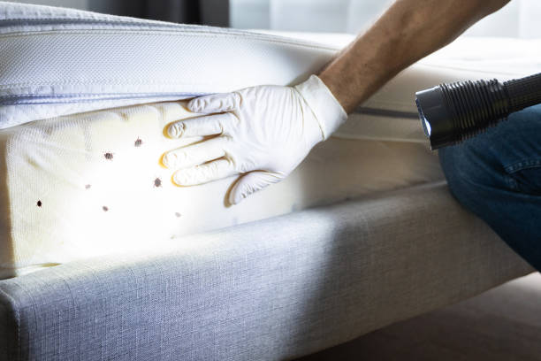 Best Affordable Pest Control Services  in Lenwood, CA